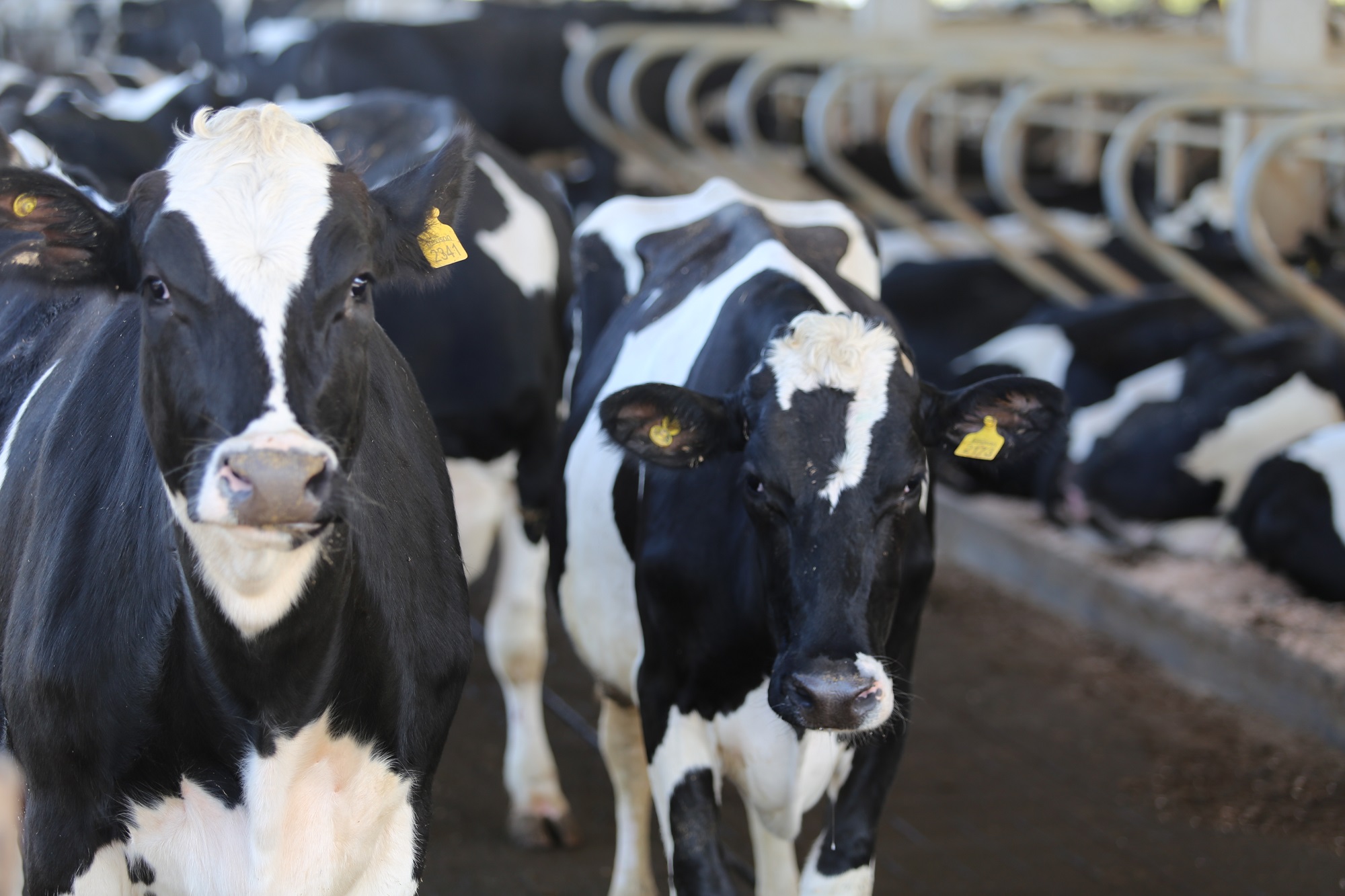 Você está visualizando atualmente Evento paralelo: Workshop apresenta oportunidades para biogás na agricultura, pecuária e fruticultura