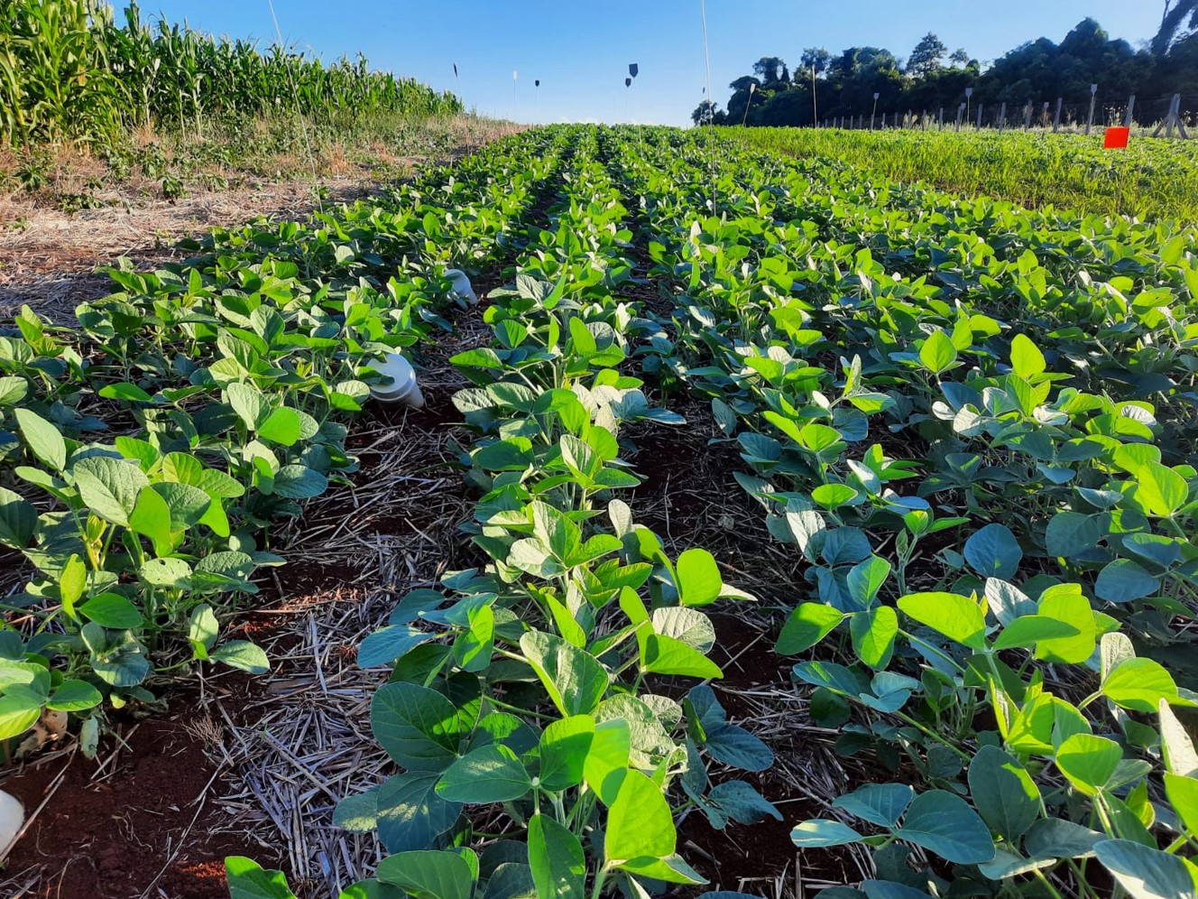 Você está visualizando atualmente Evento paralelo: Projeto Estruvita apresenta estudos do uso do mineral na agricultura 